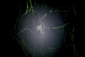 23 The Dark Celebi
